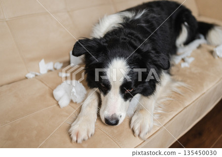 Naughty playful puppy dog border collie after mischief biting paper lying on couch at home. Guilty dog and destroyed living room. Damage messy home and puppy with funny guilty look Naughty playful puppy dog border collie after mischief biting paper lying on couch at home. Guilty dog and destroyed living room. Damage messy home and puppy with funny guilty look 135450030