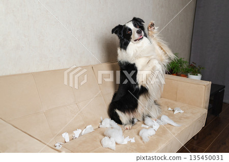 Naughty playful puppy dog border collie after mischief biting paper sitting on couch at home. Guilty dog and destroyed living room. Damage messy home and puppy with funny guilty look Naughty playful puppy dog border collie after mischief biting paper sitting on couch at home. Guilty dog and destroyed living room. Damage messy home and puppy with funny guilty look 135450031
