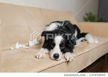 Naughty playful puppy dog border collie after mischief biting paper lying on couch at home. Guilty dog and destroyed living room. Damage messy home and puppy with funny guilty look 135450044