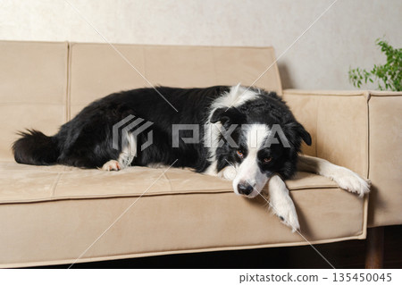 Cute puppy dog border collie lying down playing with funny face on couch at home indoors. Pet dog resting ready to sleep on cozy sofa. Funny emotional dog Love for pets friendship companion pet care Cute puppy dog border collie lying down playing with funny face on couch at home indoors. Pet dog resting ready to sleep on cozy sofa. Funny emotional dog Love for pets friendship companion pet care 135450045