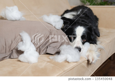 Naughty playful puppy dog border collie after mischief biting pillow lying on couch at home. Guilty dog and destroyed living room. Damage messy home and puppy with funny guilty look 135450048