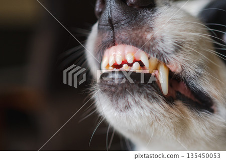 Dangerous angry dog. Aggressive puppy dog border collie baring teeth fangs looking aggressive dangerous. Guardian growling scary dog ready for attack. Pet infected by rabies. 135450053