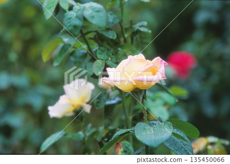 Raindrops and roses photographed on positive film Raindrops and roses photographed on positive film 135450066