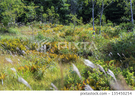 長野縣乘鞍高原的秋季景色，有蒲葦草、蕨類植物和森林植物。 135450254
