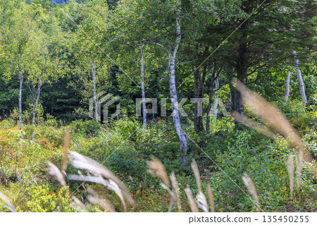 長野縣乘鞍高原的秋季景色，有蒲葦草、蕨類植物和森林植物。 135450255