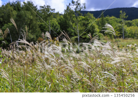 A serene autumn landscape of the Norikura Plateau in Nagano Prefecture, with pampas grass swaying in the wind, forests and a vast blue sky. A serene autumn landscape of the Norikura Plateau in Nagano Prefecture, with pampas grass swaying in the wind, forests and a vast blue sky. 135450256