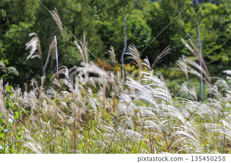 A serene autumn landscape of the Norikura Plateau in Nagano Prefecture, with pampas grass swaying in the wind, forests and a vast blue sky. A serene autumn landscape of the Norikura Plateau in Nagano Prefecture, with pampas grass swaying in the wind, forests and a vast blue sky. 135450258