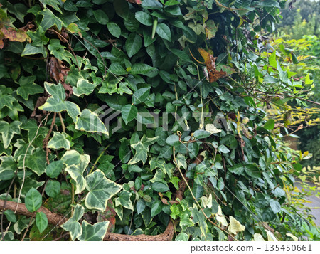 These are patterned ivy leaves. 135450661