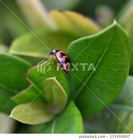 瓢蟲正爬上一片葉子 135450697