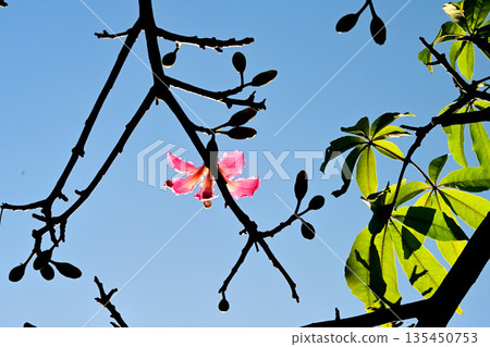湛藍的天空 湛藍的天空 135450753