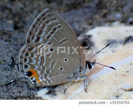 Kuromadara Sautezu Shizimi 135450762