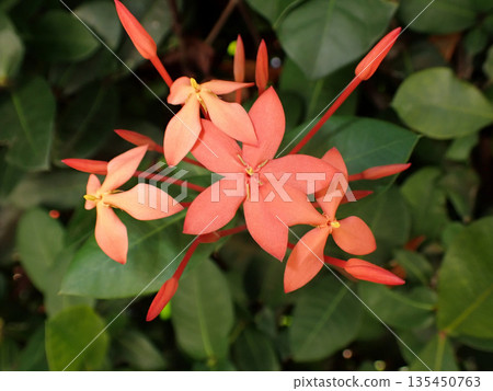 桑達卡花 桑達卡花 135450763