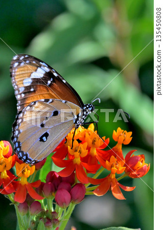 Poisonous butterfly and milkweed Poisonous butterfly and milkweed 135450808