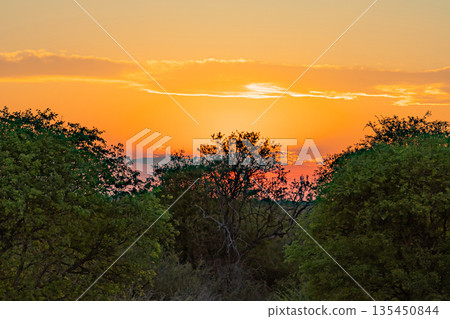 Green trees with an orange sky at sunset. Landscape view of natural environment Green trees with an orange sky at sunset. Landscape view of natural environment 135450844
