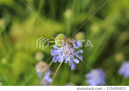 A close-up macro photo of a bee collecting nectar from a scabiosa plant A close-up macro photo of a bee collecting nectar from a scabiosa plant 135450852