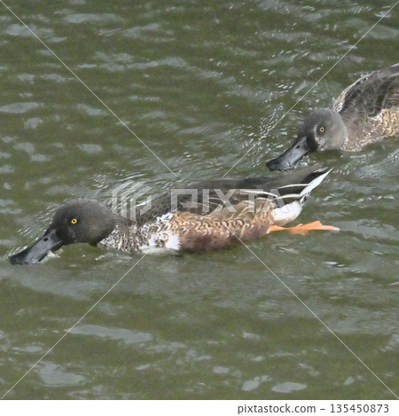 幽默的北方鏟雪車 135450873