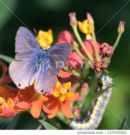 鳳蝶和白蝶的幼蟲 135450882