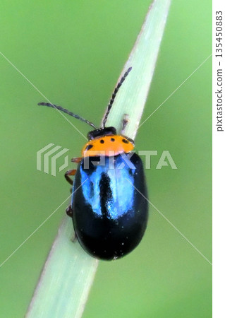 Okinawasetchiji甲蟲 135450883
