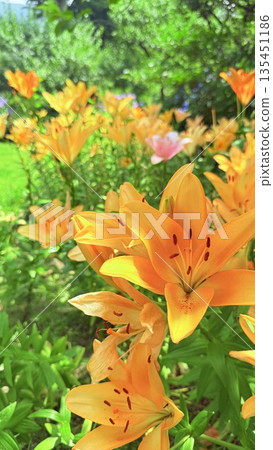 Yellow lilies in full bloom Yellow lilies in full bloom 135451186
