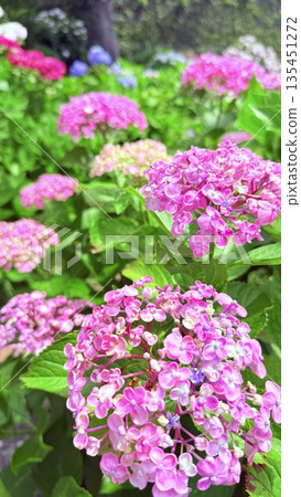 生動的粉紅色繡球花 生動的粉紅色繡球花 135451272