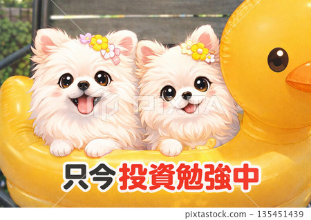 Pomeranian Currently studying investment 135451439