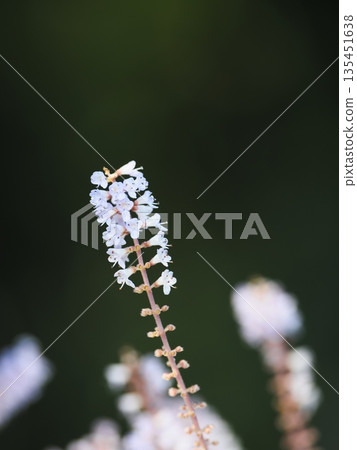 五月花盛開 135451638