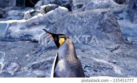 Crow Penguin Crow Penguin 135451777