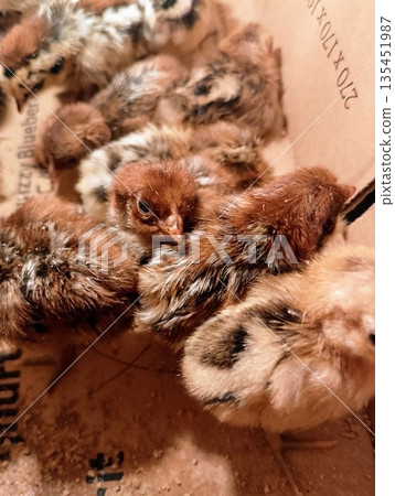 Group of Fluffy Brown and Striped Chicks Huddling for Warmth 135451987