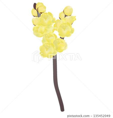 冬青花插圖 冬青花插圖 135452049