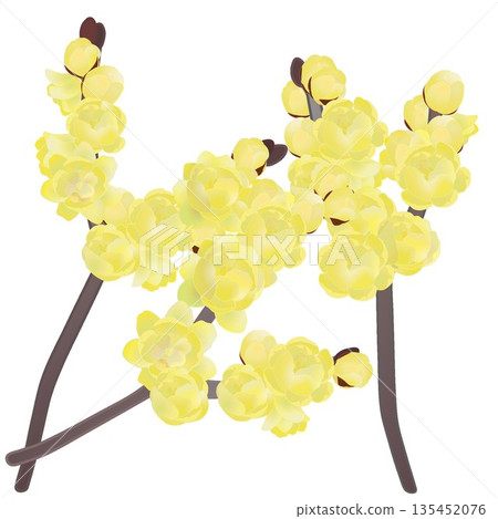 Wintersweet flower illustration Wintersweet flower illustration 135452076