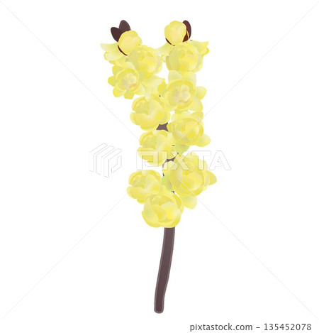 冬青花插圖 135452078