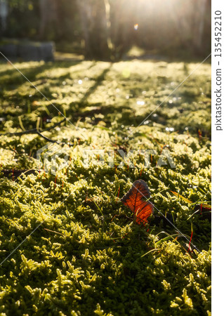 Mossy forest floor and sunlight filtering through the trees Mossy forest floor and sunlight filtering through the trees 135452210