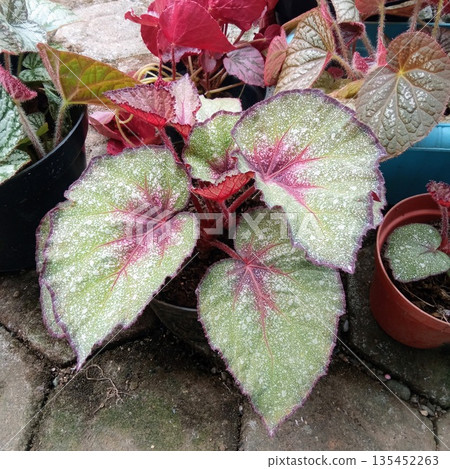 Close Up of Silver and Red Begonia Rex Leaf Patterns Close Up of Silver and Red Begonia Rex Leaf Patterns 135452263