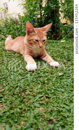 Domestic Ginger Tabby Cat Lying on Green Grass in Garden Domestic Ginger Tabby Cat Lying on Green Grass in Garden 135452264