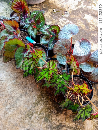 Collection of Various Begonia Rex Exotic Foliage Plants in Pots 135452270