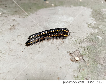Two Yellow-Spotted Millipedes Mating on Concrete Surface, Flat-Backed Millipede Wildlife Photography, Polydesmida Species Macro Two Yellow-Spotted Millipedes Mating on Concrete Surface, Flat-Backed Millipede Wildlife Photography, Polydesmida Species Macro 135452433