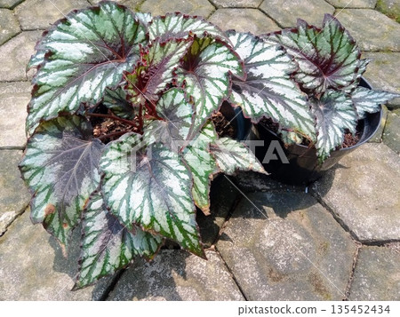 Begonia Rex Painted Leaf Houseplant with Silver and Burgundy Foliage in Pot Begonia Rex Painted Leaf Houseplant with Silver and Burgundy Foliage in Pot 135452434