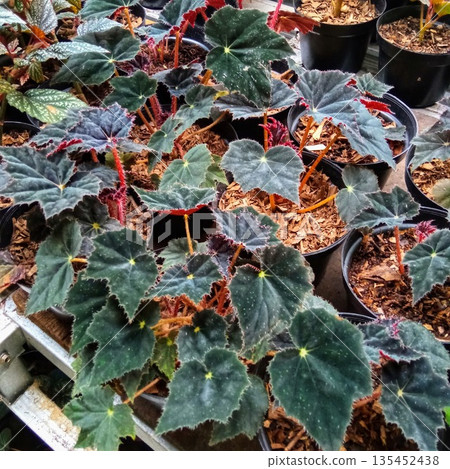 Dark Green Begonia Rex Cultivars with Jagged Leaves in Nursery Dark Green Begonia Rex Cultivars with Jagged Leaves in Nursery 135452438