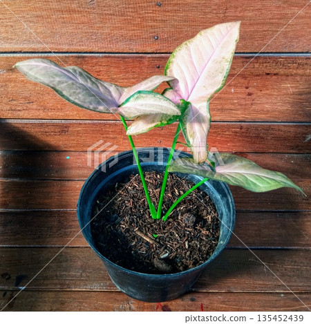Pink Syngonium Neon Robusta Plant in Black Pot on Wood Planks Pink Syngonium Neon Robusta Plant in Black Pot on Wood Planks 135452439