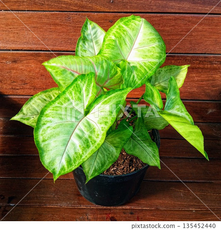 Syngonium Podophyllum White Butterfly Houseplant in Black Pot on Wood Background Syngonium Podophyllum White Butterfly Houseplant in Black Pot on Wood Background 135452440