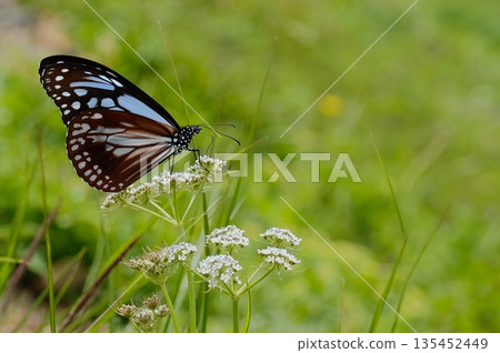A butterfly resting on a white flower and soft green bokeh - a tranquil natural landscape A butterfly resting on a white flower and soft green bokeh - a tranquil natural landscape 135452449