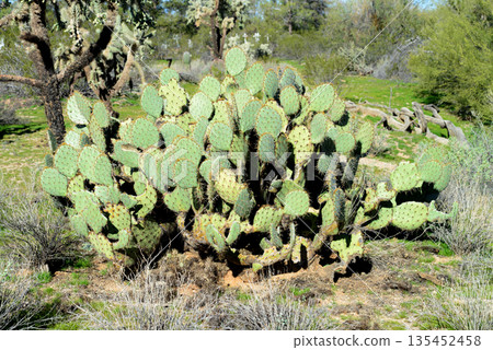 Prickly Pear Cactus Sonora Desert Arizona Prickly Pear Cactus Sonora Desert Arizona 135452458