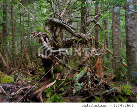 森林長滿青苔 135452661