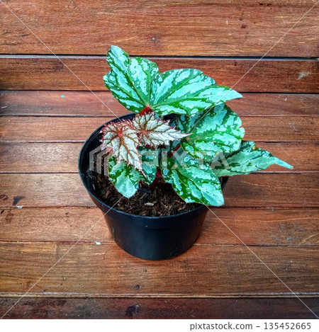 Variegated Rex Begonia with Silver and Green Patterned Leaves Variegated Rex Begonia with Silver and Green Patterned Leaves 135452665