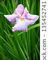 初夏沼澤中盛開的鳶尾花 135452741