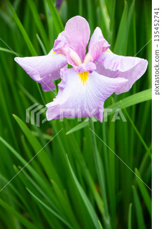 初夏沼澤中盛開的鳶尾花 135452741