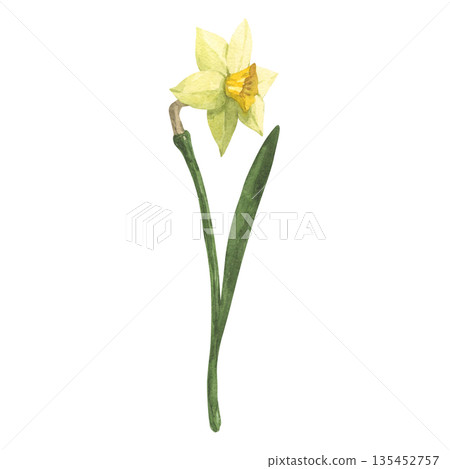 Yellow daffodil flower, hand painted in watercolor Yellow daffodil flower, hand painted in watercolor 135452757