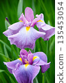 初夏沼澤中盛開的鳶尾花 135453054