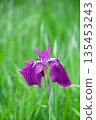 初夏沼澤中盛開的鳶尾花 135453243