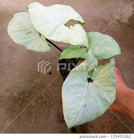 Potted Syngonium White Butterfly Arrowhead Plant with Large Pale Green Leaves on Neutral Background Potted Syngonium White Butterfly Arrowhead Plant with Large Pale Green Leaves on Neutral Background 135453262